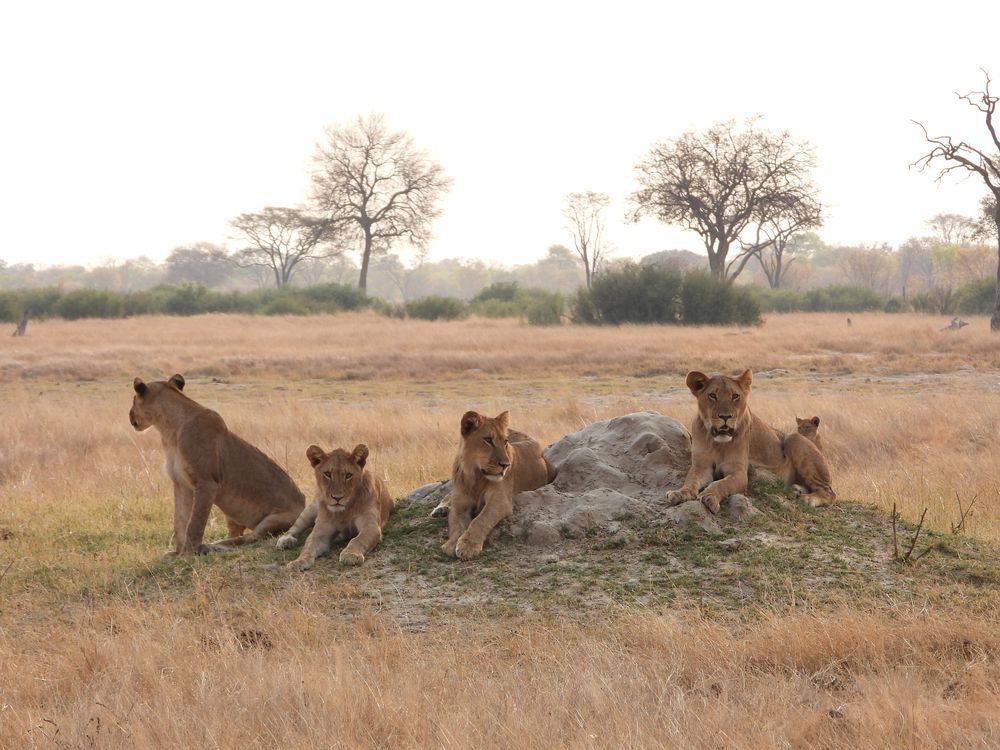 Five lions lying on and around a termite mound in dry grassland, Zimbabwe