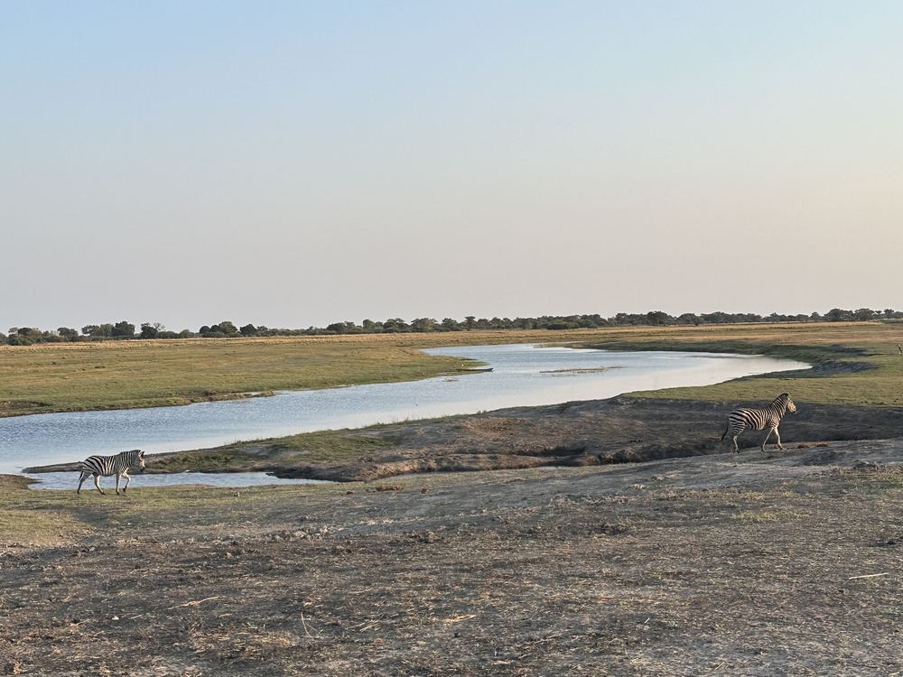 Two zebras walking along a bend in the river at dusk, flat grassland behind them, on the Zimbabwe and Botswana border
